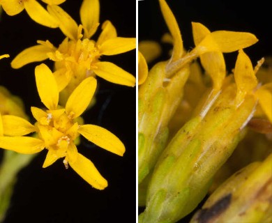 Solidago rugosa