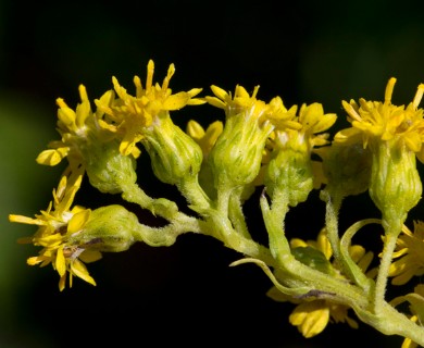 Solidago sempervirens