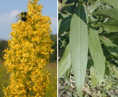 Solidago speciosa