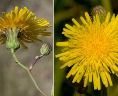 Sonchus arvensis