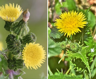 Sonchus asper