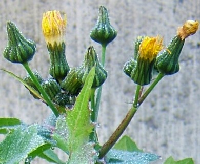 Sonchus oleraceus