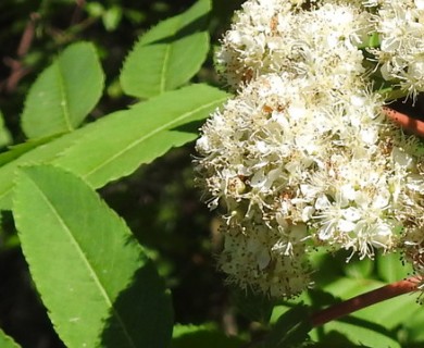 Sorbus americana