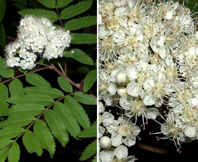 Sorbus aucuparia