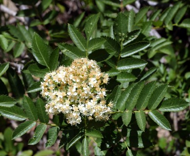 Sorbus californica