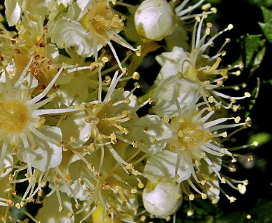 Sorbus scopulina