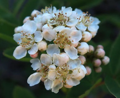 Sorbus sitchensis