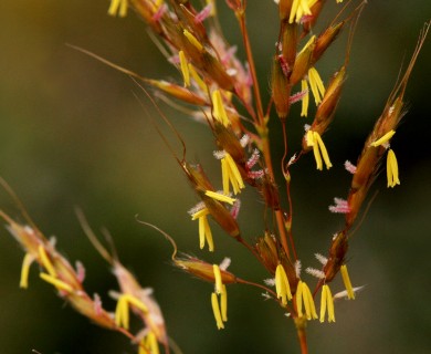 Sorghastrum nutans