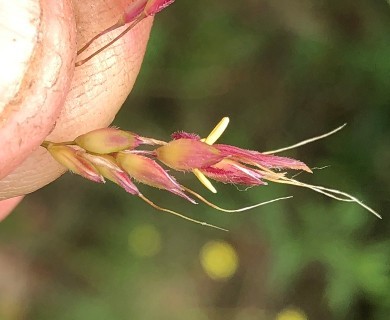 Sorghum halepense