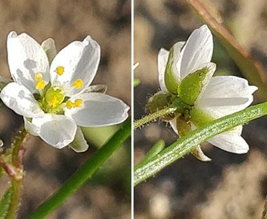 Spergula arvensis