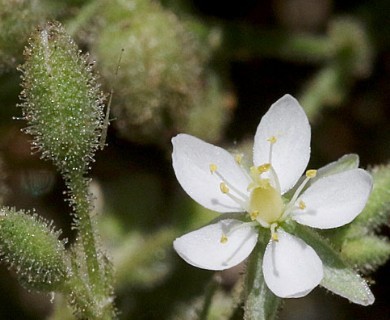 Spergularia villosa