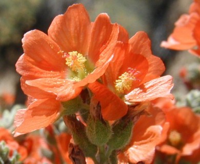 Sphaeralcea coccinea