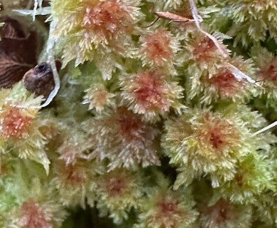 Sphagnum molle