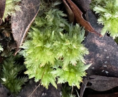 Sphagnum perichaetiale
