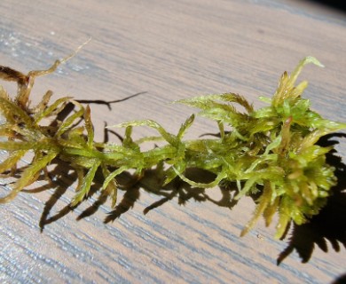 Sphagnum pulchrum