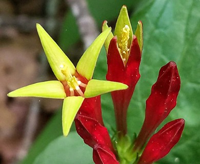 Spigelia marilandica