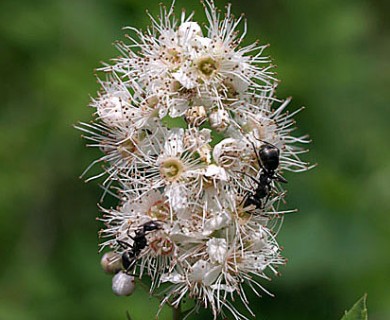 Spiraea alba