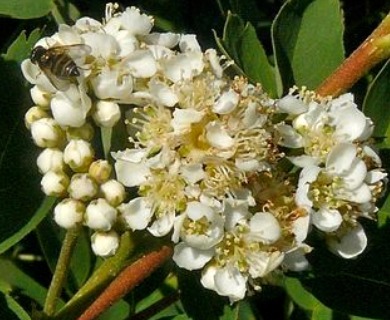 Spiraea betulifolia