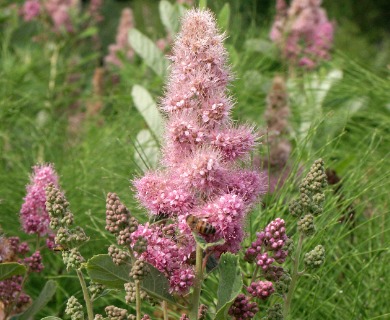 Spiraea douglasii