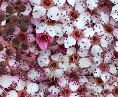 Spiraea japonica