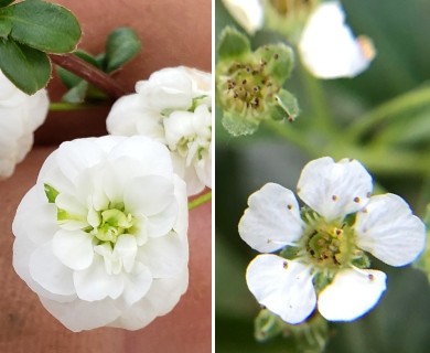 Spiraea prunifolia