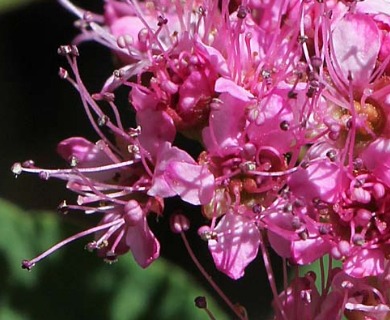 Spiraea splendens