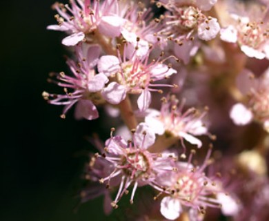 Spiraea tomentosa