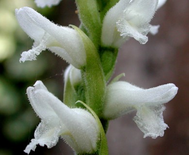 Spiranthes cernua