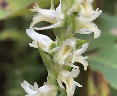 Spiranthes vernalis