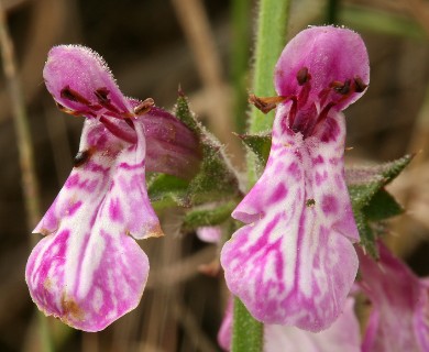 Stachys bullata