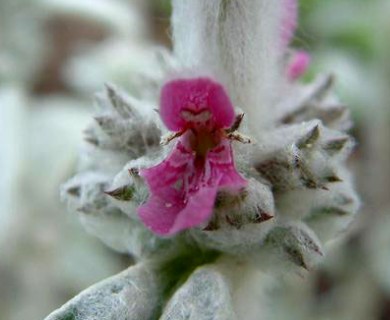 Stachys byzantina