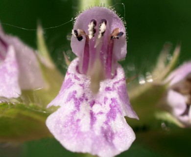 Stachys hispida