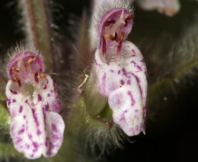 Stachys rigida