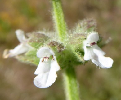 Stachys stricta