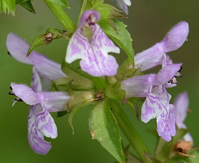 Stachys tenuifolia