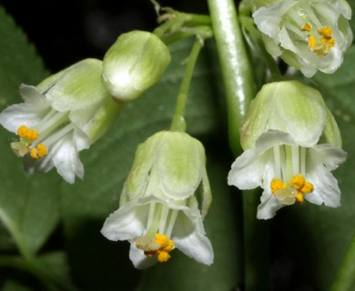 Staphylea trifolia