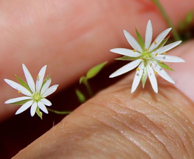 Stellaria graminea