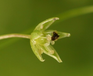 Stellaria irrigua