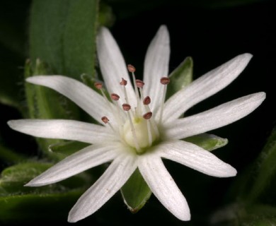 Stellaria pubera