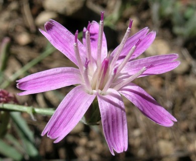 Stephanomeria lactucina