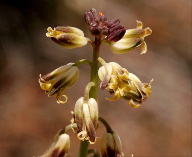 Streptanthus longirostris