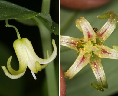 Streptopus amplexifolius