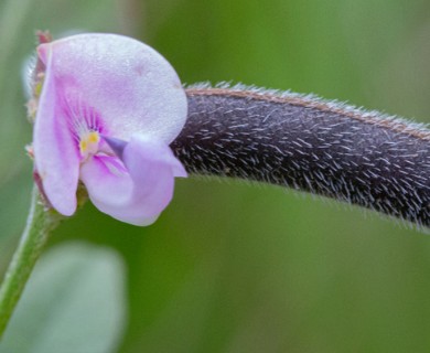 Strophostyles leiosperma