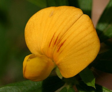 Stylosanthes biflora