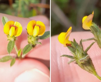 Stylosanthes viscosa