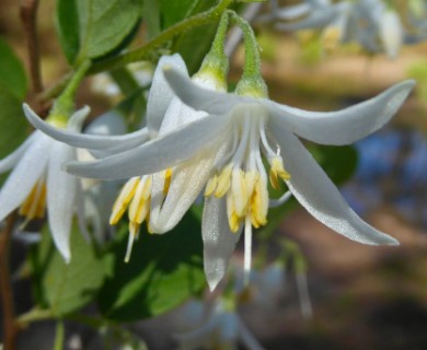 Styrax americanus