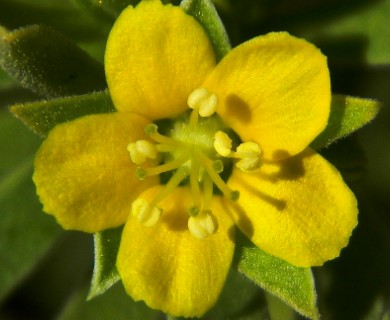 Suriana maritima