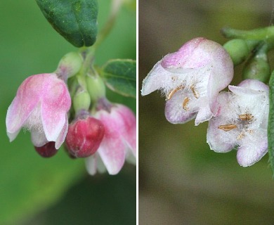 Symphoricarpos albus