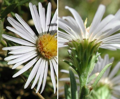 Symphyotrichum bracteolatum