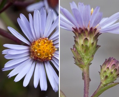 Symphyotrichum chilense